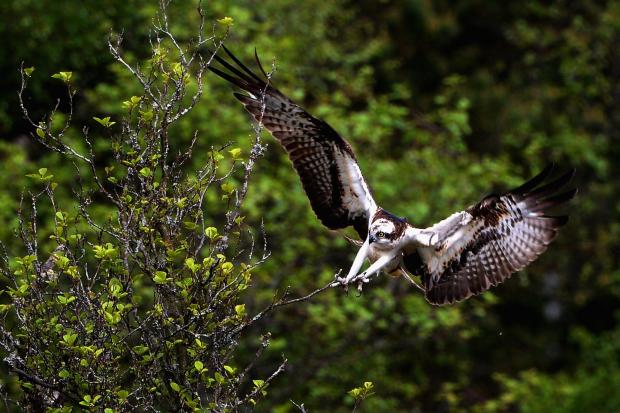 HeraldScotland: Osprey