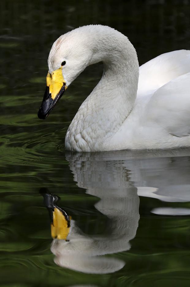 HeraldScotland: Whooper swans