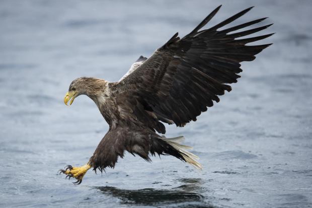 HeraldScotland: Golden Eagle