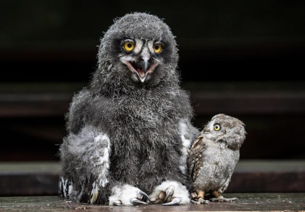 HeraldScotland: Owls