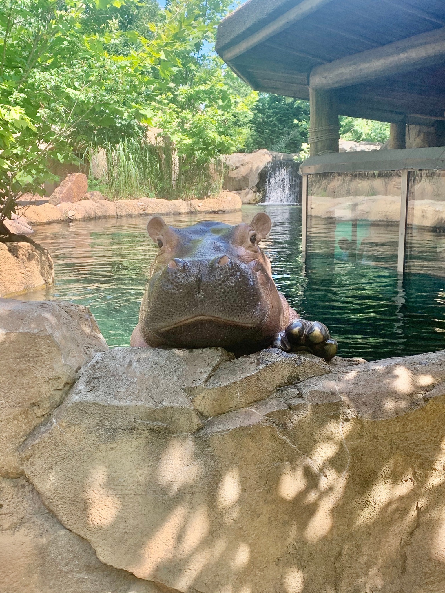 Fiona the Hippo in Cincinnati Zoo
