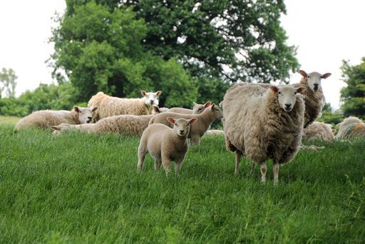 Farm tourism has seen a growth in the sector