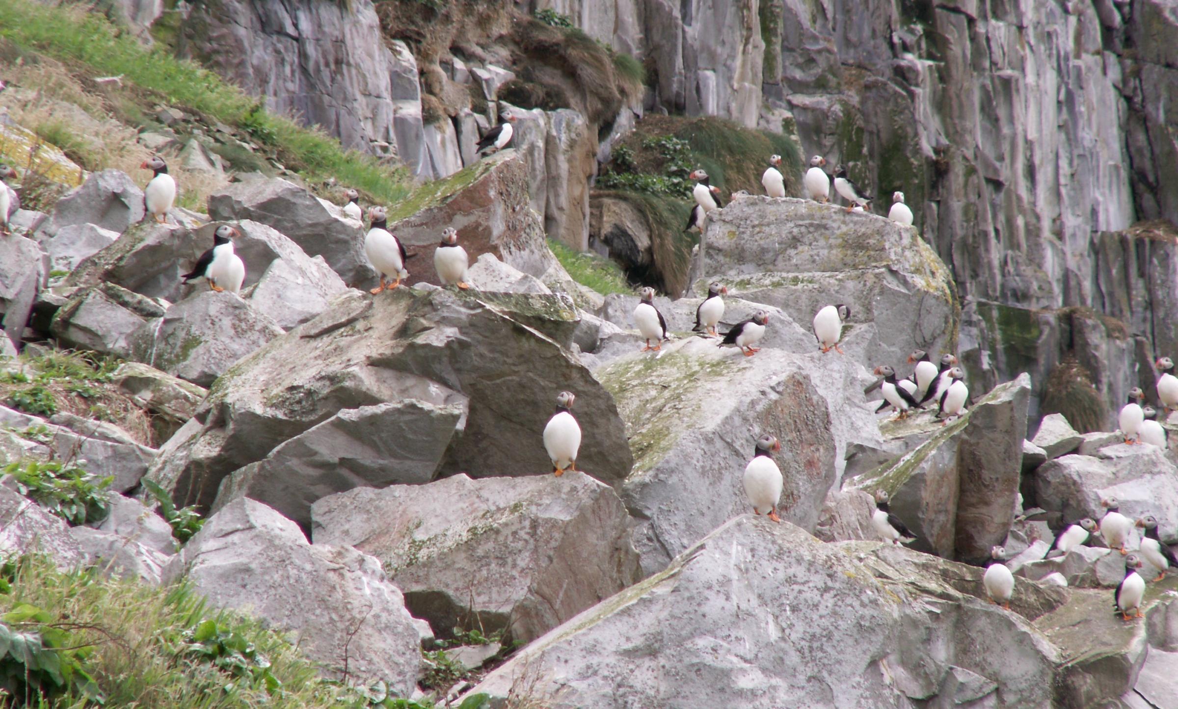Puffins are once again thriving on Ailsa Craig. Picture: Bernard Zonfrillo
