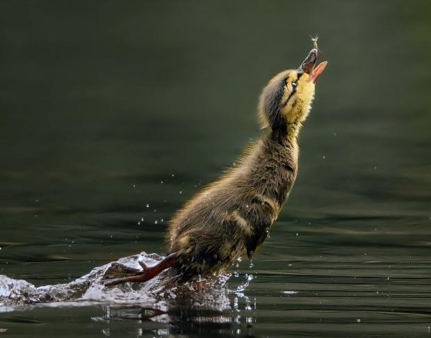 HeraldScotland: Mallard Duckling Chasing a Mayfly © Sandy Gilmour, Glasgow 