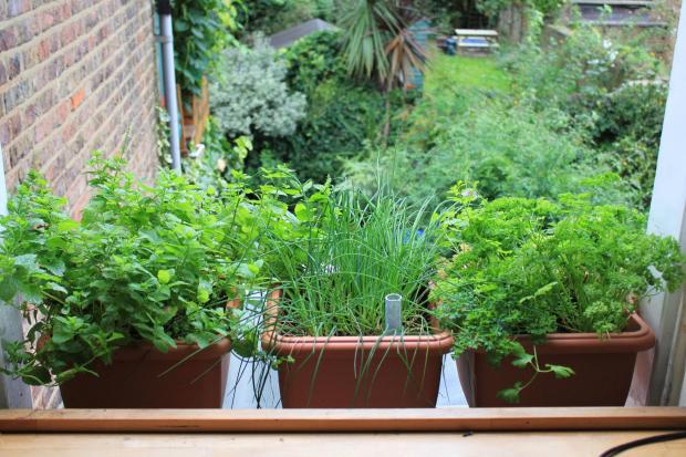 As a general rule, herbs take a fortnight to germinate