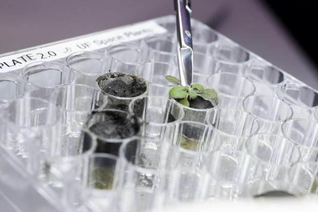 HeraldScotland: Harvesting a plant growing in lunar soil. Credit: University of Florida/PA