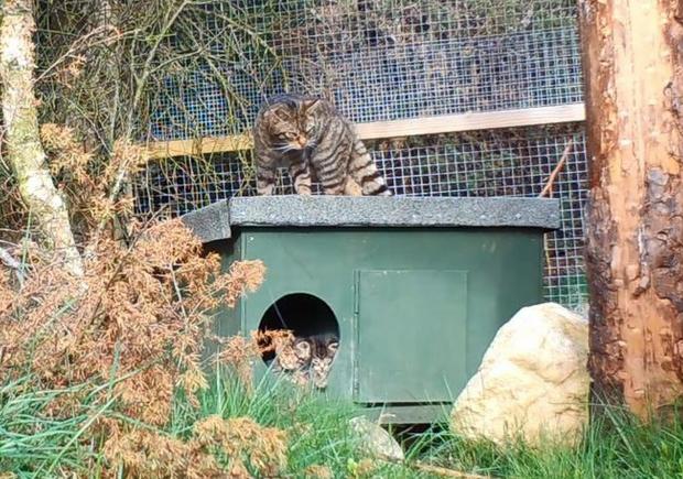 HeraldScotland: Droma with wildcat kittens in a nest box , which will likely be among the first of their species to be released into the wild in Britain, have been born in the Saving Wildcats conservation breeding for release centre at the Royal Zoological Society of Scotland’s Highland Wildlife Park. Credit: RZSS/Saving Wildcats/PA