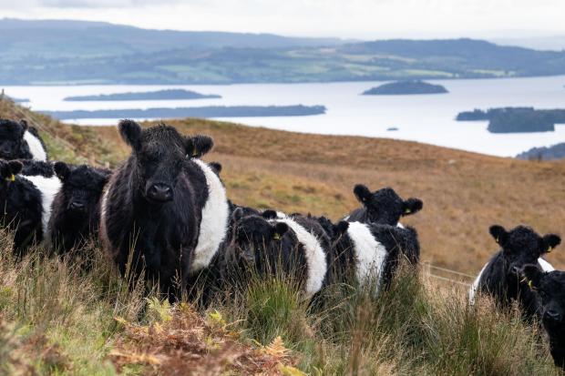 We should not ignore benefits of eating meat for both public health and rural Scotland