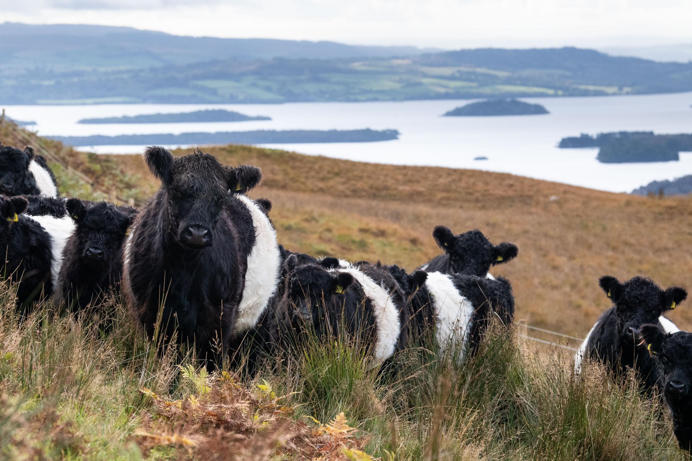 Eating meat benefits both public health and Scotland's rural life