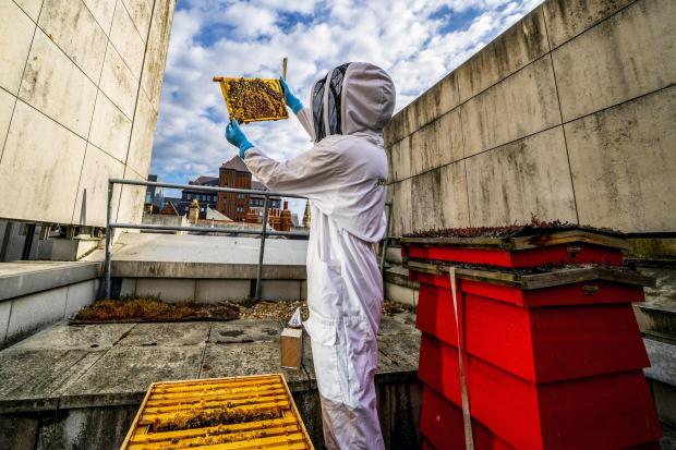 A beehive at Liverpool ONE Picture: Peter Byrne/PA