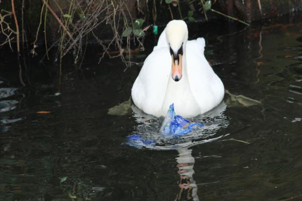 Wildlife on many canals across the UK must contend with litter