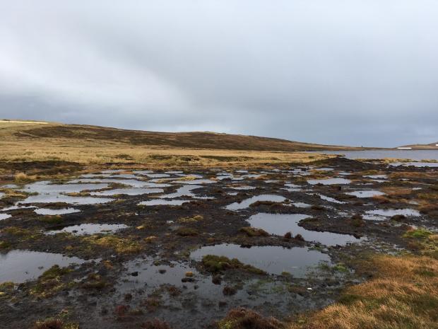 HeraldScotland: Two dedicated peatland officer roles will be created