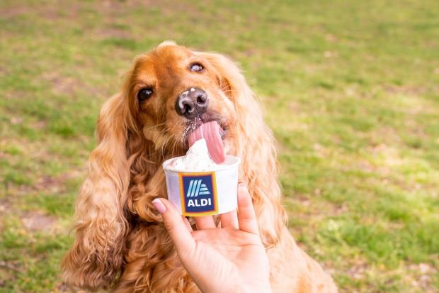 HeraldScotland: This weekend, Aldi will be delivering the ice creams direct to dogs. Picture: Aldi