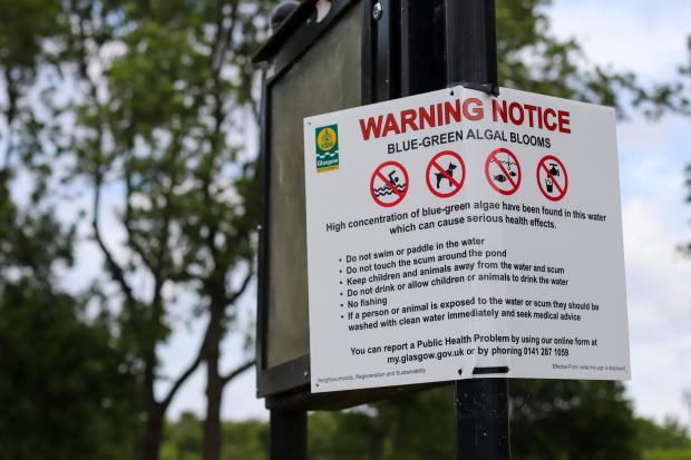 HeraldScotland: Glasgow City Council has installed a warning notice regarding blue-green algae in Richmond Park's pond.