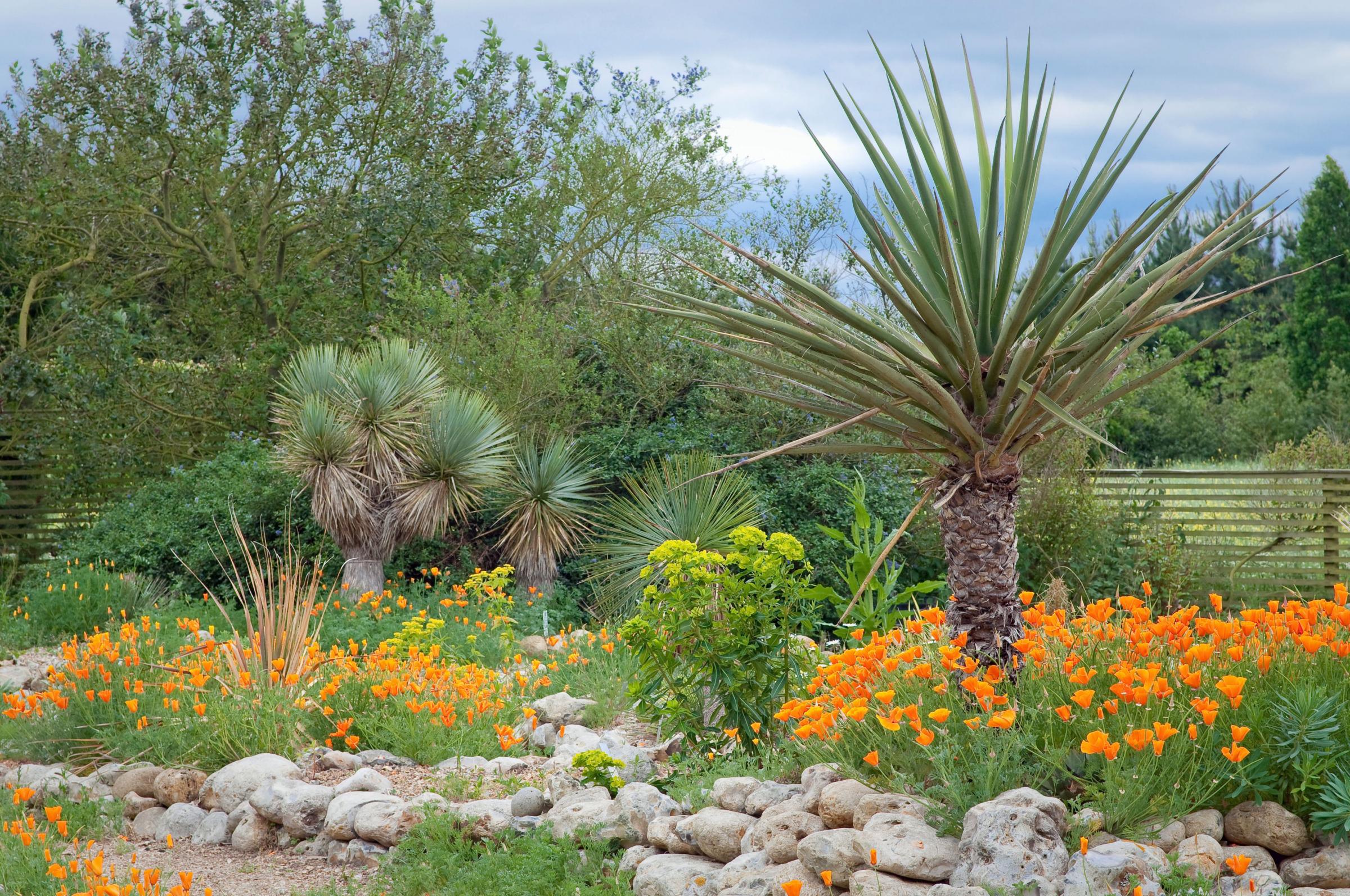 Gardening: Palm trees aren't just for the tropics - how to grow them at home