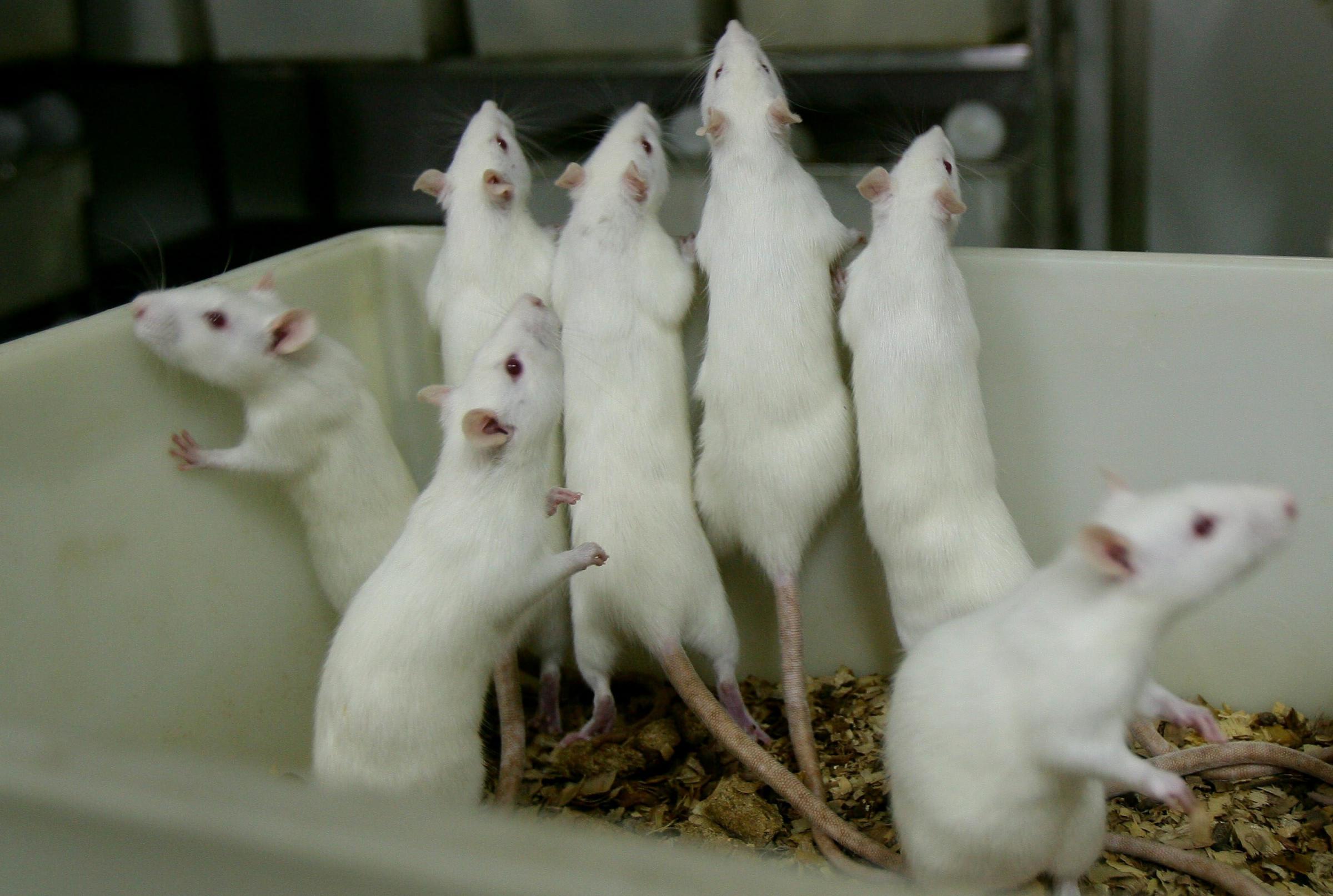 Should the use of laboratory animals be outlawed?