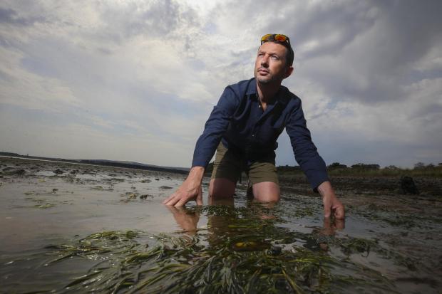 Dr Richard Lilley of Project Seagrass at Sandy Hirst in East Lothian. STY
Pic Gordon Terris Herald & Times
19/7/22