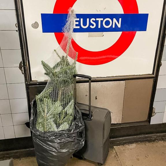 The Herald: The Christmas tree makes it to Euston station The Herald: The Christmas tree makes it to Euston station