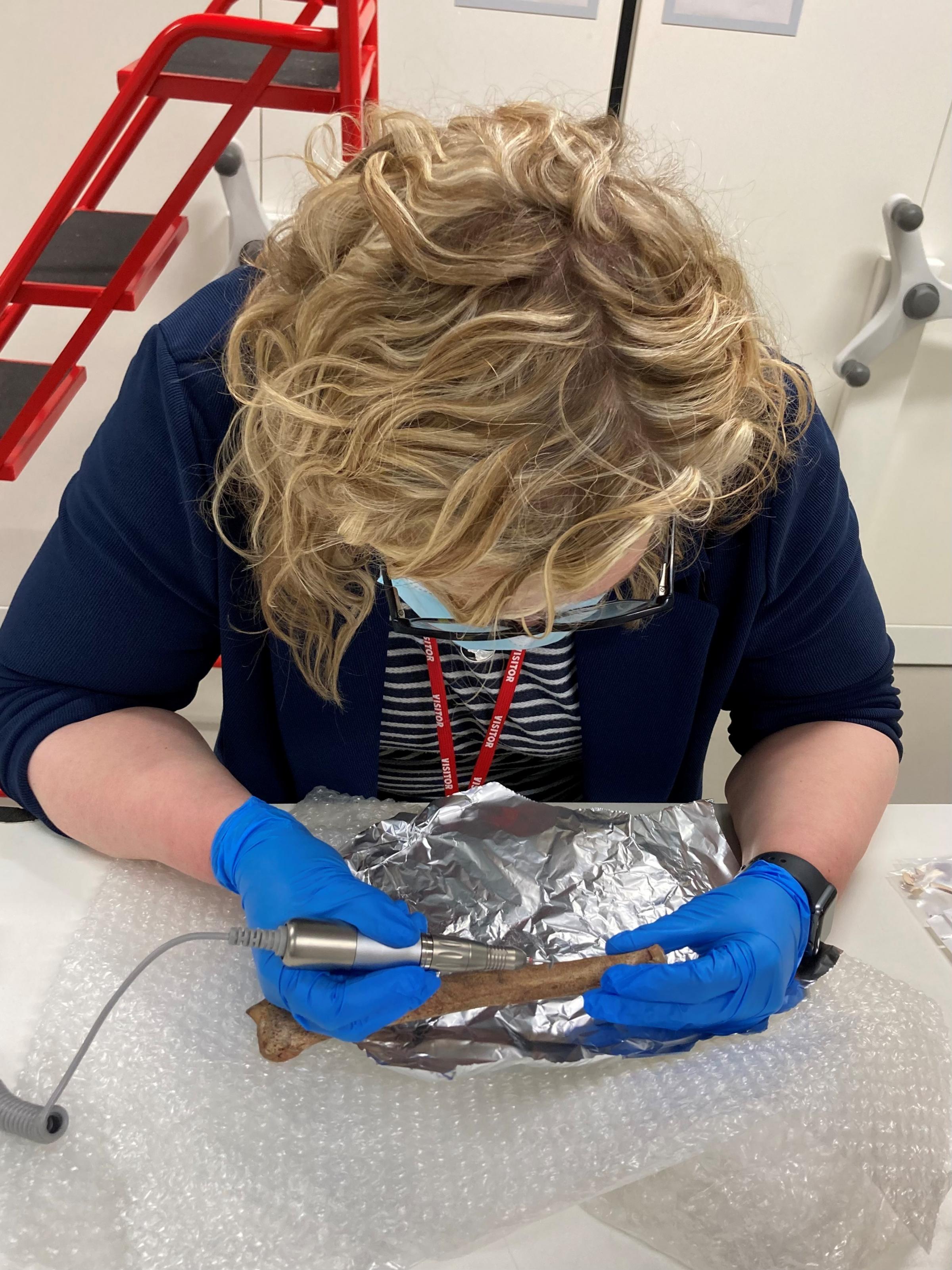 Kate Britton sampling a reindeer metacarpal (limb bone) to undertake radiocarbon dating. Radiocarbon dating, a method utilised by archaeologists to accurately date archaeological bones and other materials, will form a significant part of the PALaEoScot