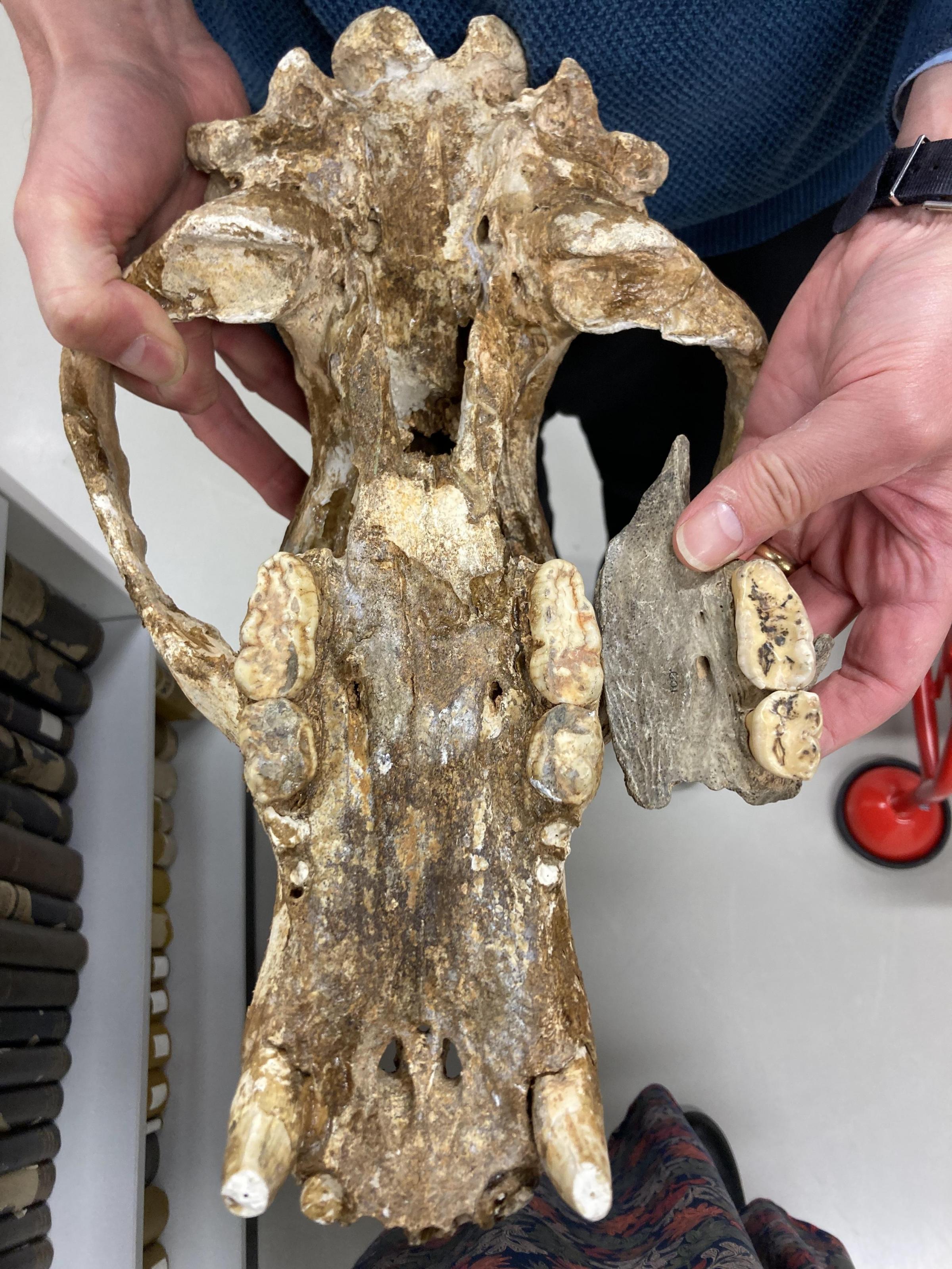 Dr Andrew Kitchener (Principal Curator of Vertebrate Biology, National Museum of Scotland) holds the complete maxilla (upper jaw) of a cave bear, comparing it to a sizeable fragment of bear maxilla from the Assynt Bone Caves. Radiocarbon dating has