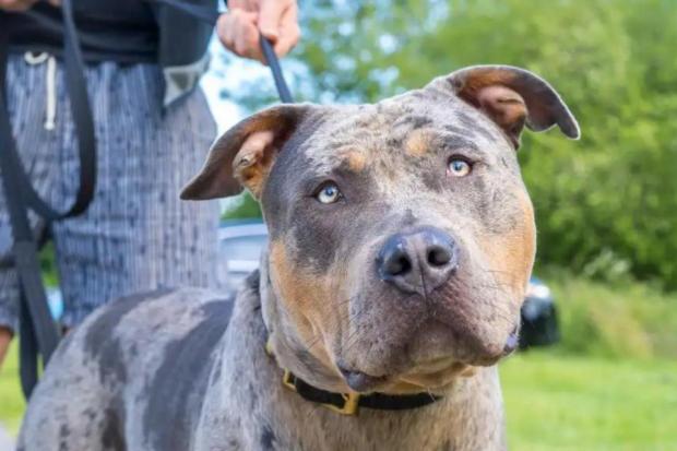 XL Bully dogs are being banned in England and Wales