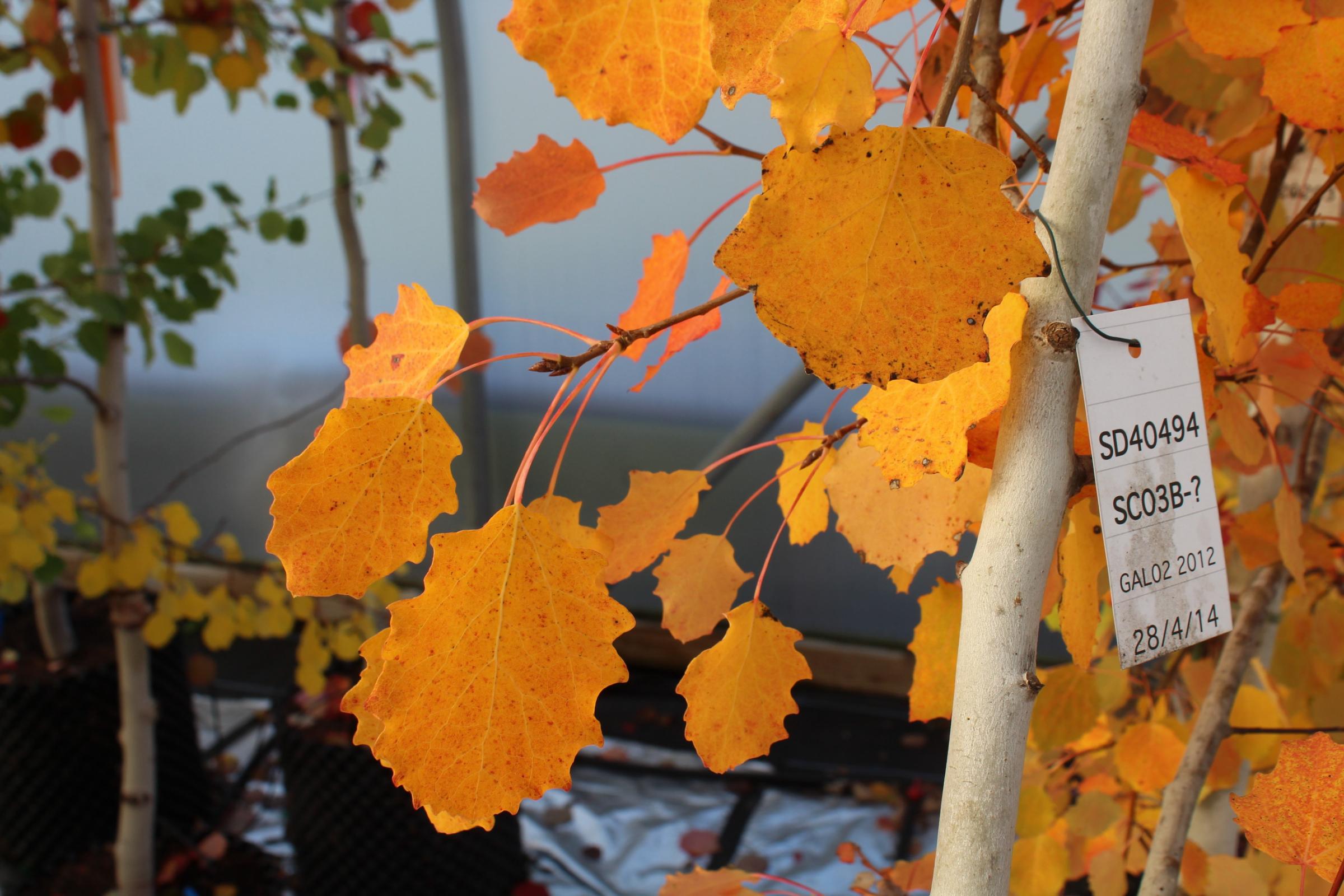 The campaign to save Scotland's Autumn aspen - Vimarsana News