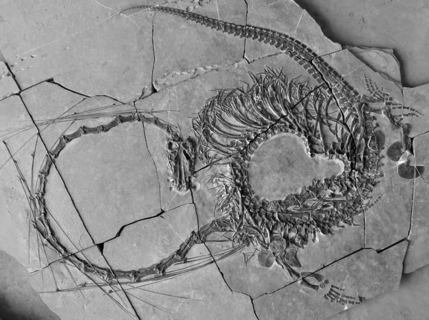 Paläontologen enthüllen 240 Millionen Jahre altes Reptil |  Der Herold