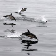 Bumper year for whale and dolphin sightings across Scotland