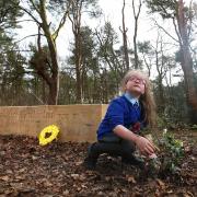 Jessica Machon, five, lays one of the first plants in the memorial garden