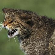 It is hoped the Scottish wildcat could be saved from the brink of extinction.