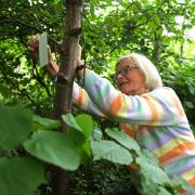 Herald covid memorial campaign, I Remember open day at the Hidden Gardens, Glasgow. Pictured is Margaret Carlyle tying her I Remember contribution on to a tree. Photograph by Colin Mearns.