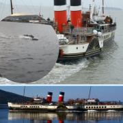 Pod of dolphins spotted swimming alongside Waverley paddle steamer in Greenock