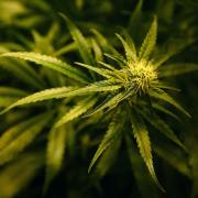 Holyrood sets up group to promote medicinal cannabis