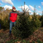 Here's where you can cut your own Christmas trees in Scotland