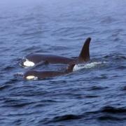 A mother orca is seen with a calf