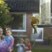 'Environmental emergency warning for garden birds amid significant decline in numbers