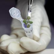 Plant grown during the experiment being placed in a vial. Credit: University of Florida/ PA