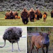 (top clockwise) Bison, Boar, Ostrich. Credit: Canva