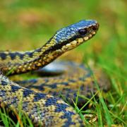 Adder numbers in Scotland could be falling, according to conservation experts.