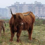Gino, the baby Highland cow born in Turin