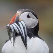 Puffins could be helped by a fishing ban on sandeels