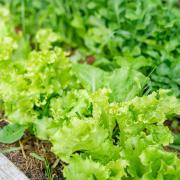Loose-leaf lettuces take six weeks to mature

Picture: PA