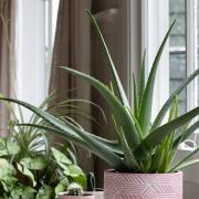 A  house plant in pink ceramic pot