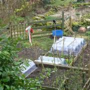 Take cloches off the plants sooner rather than later.