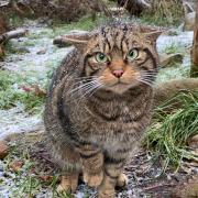 Coming to the wilds near you - a Scottish wildcat