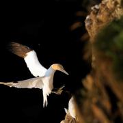 Northern Gannets are among the seabirds expected to return to Scotland's coasts and islands.