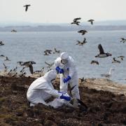 Scientists are monitoring for bird flu