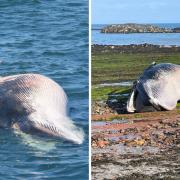 A minke whale has washed up on a East Lothian beach.