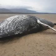 The whale has been confirmed as a juvenile humpback.