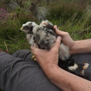 Rannoch as a chick. Source: RSPB